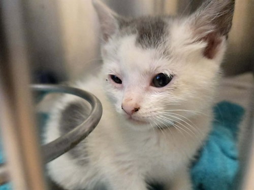 A1047779, Baby Domestic Short Hair (medium coat), cat for adoption in San Rafael, California