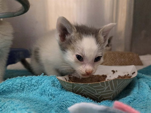 A1047780, Baby Domestic Short Hair (medium coat), cat for adoption in San Rafael, California