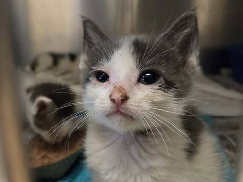A1047781, Baby Domestic Short Hair (medium coat), cat for adoption in San Rafael, California