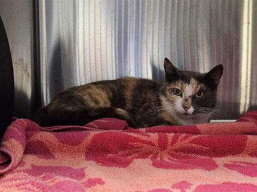 SUNDAE, Adult Domestic Short Hair (medium coat), cat for adoption in San Rafael, California