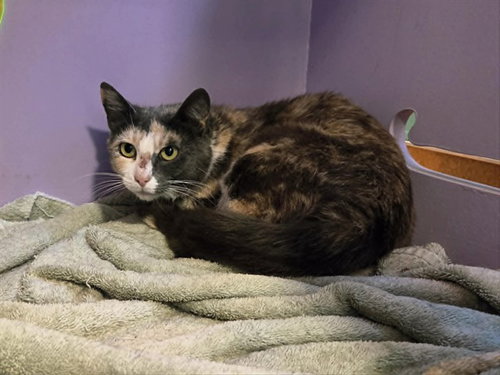 SUNDAE, Adult Domestic Short Hair (medium coat), cat for adoption in Petaluma, California
