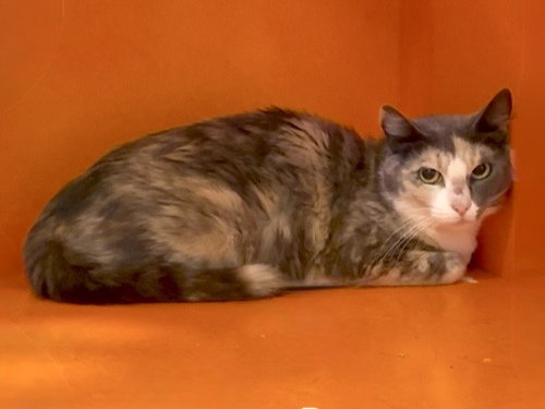 SUNDAE, Adult Domestic Short Hair (medium coat), cat for adoption in San Bruno, California
