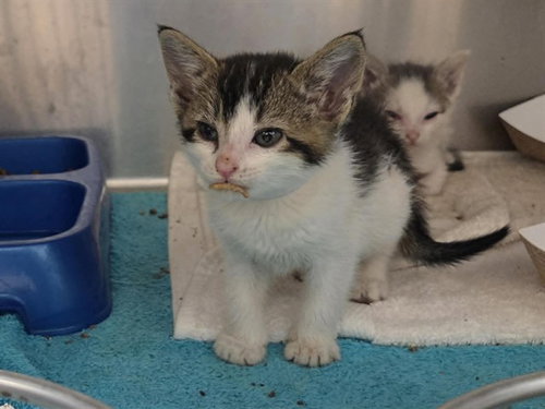 A1047805, Baby Domestic Short Hair (medium coat), cat for adoption in San Rafael, California