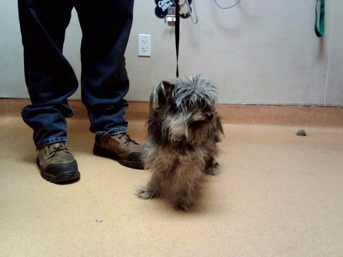 TIAGO, an adoptable Terrier in Martinez, CA