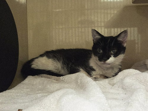 MINNIE, Young Domestic Short Hair (medium coat), cat for adoption in San Rafael, California