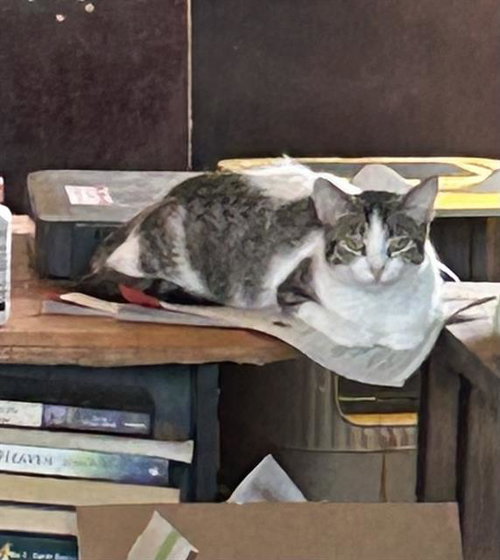 OREO, Young Domestic Short Hair (medium coat), cat for adoption in San Rafael, California