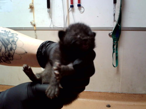 COSMIC COFFEE BEAN, Baby Domestic Short Hair (medium coat), cat for adoption in San Rafael, California