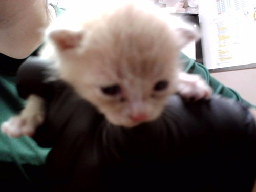 A1047732, Baby Domestic Short Hair (medium coat), cat for adoption in San Rafael, California