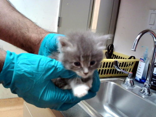 A1047810, Baby Domestic Short Hair (medium coat), cat for adoption in San Rafael, California