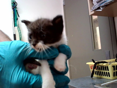 A1047811, Baby Domestic Short Hair (medium coat), cat for adoption in San Rafael, California