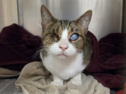 HARMONY, Adult Domestic Short Hair (medium coat), cat for adoption in San Rafael, California