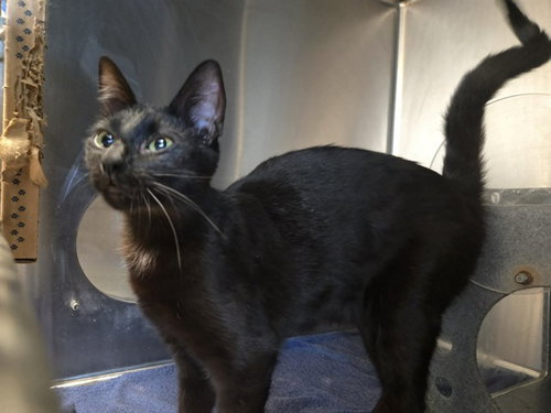 AUBURN, Adult Domestic Short Hair (medium coat), cat for adoption in San Rafael, California