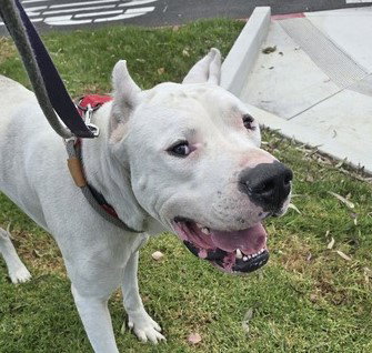 DILLON, an adoptable Cane Corso Mastiff in Martinez, CA