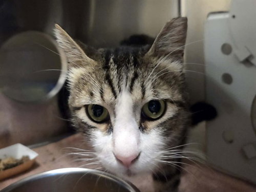 MILO, Adult Domestic Short Hair (medium coat), cat for adoption in San Rafael, California