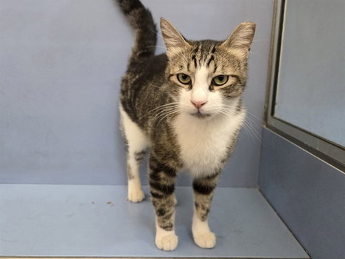 MIDAS, Adult Domestic Short Hair (medium coat), cat for adoption in Pittsburg, California