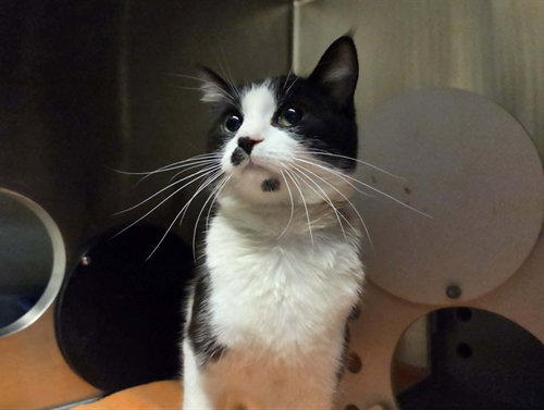 CHLOE, Adult Domestic Short Hair (medium coat), cat for adoption in San Rafael, California