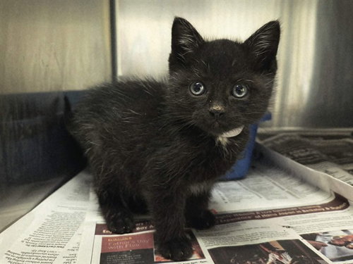 A1047689, Baby Domestic Short Hair (medium coat), cat for adoption in San Rafael, California