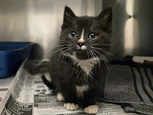 A1047690, Baby Domestic Short Hair (medium coat), cat for adoption in San Rafael, California