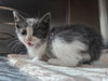A1047981 - Photo 1