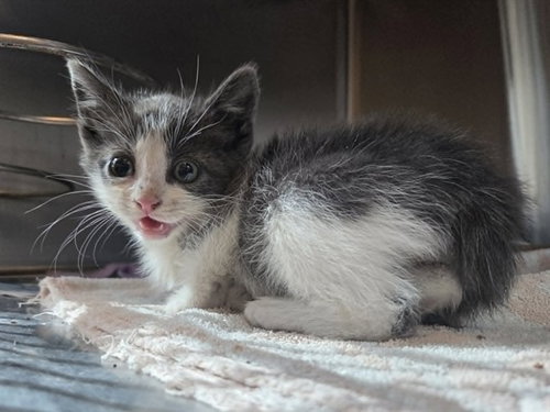 A1047981 - Domestic Short Hair available for adoption