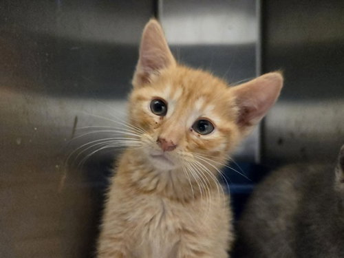 A1048091, Baby Domestic Short Hair (medium coat), cat for adoption in San Bruno, California