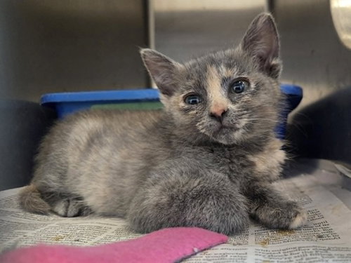 A1048092, Baby Domestic Short Hair (medium coat), cat for adoption in Petaluma, California