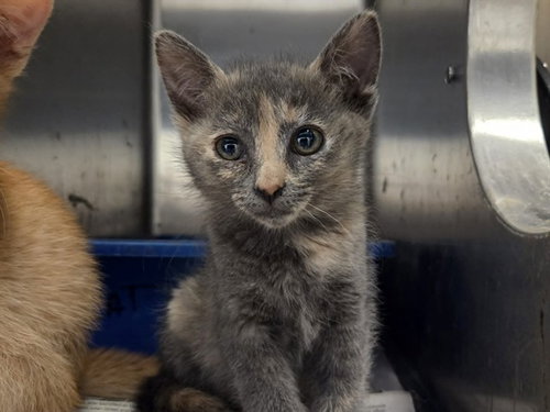 A1048092, Baby Domestic Short Hair (medium coat), cat for adoption in San Bruno, California