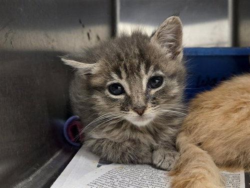 A1048093, Baby Domestic Short Hair (medium coat), cat for adoption in San Bruno, California