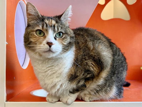 ZOEY, Adult Domestic Short Hair (medium coat), cat for adoption in San Bruno, California