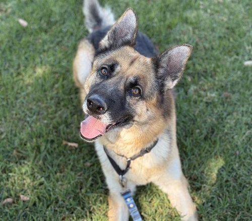 DYLAN, an adoptable German Shepherd Dog in Martinez, CA