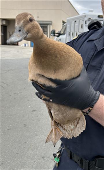 DAFFY