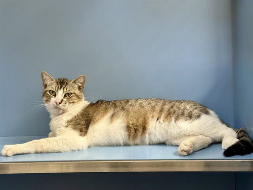 BARTHOLOMEW, Adult Domestic Short Hair (medium coat), cat for adoption in Vallejo, California