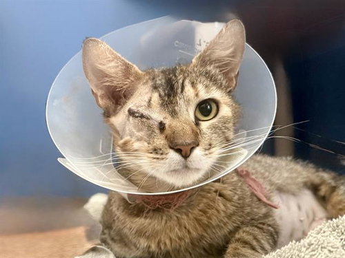 LULUBELL, Adult Domestic Short Hair (medium coat), cat for adoption in Petaluma, California
