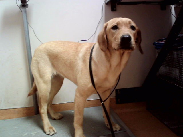 MILLI