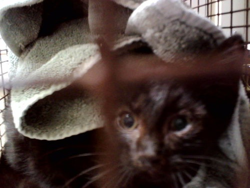 BUMBLE, Baby Domestic Short Hair (medium coat), cat for adoption in Petaluma, California