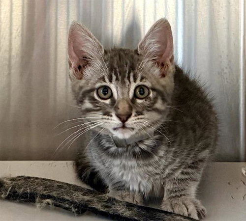 SHARK, Baby Domestic Short Hair (medium coat), cat for adoption in Petaluma, California