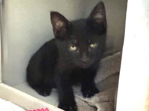 FIN, Baby Domestic Short Hair (medium coat), cat for adoption in Danville, California