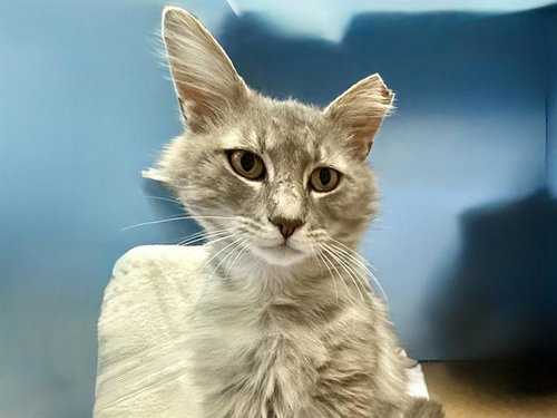 ASHER, Adult Domestic Medium Hair (medium coat), cat for adoption in San Bruno, California