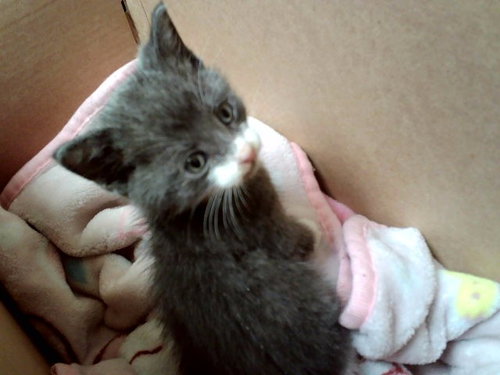A1048398, Baby Domestic Short Hair (medium coat), cat for adoption in Petaluma, California