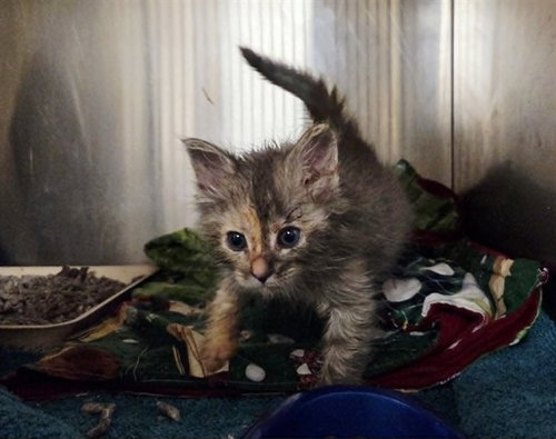 MABEL, Baby Domestic Medium Hair (medium coat), cat for adoption in San Bruno, California