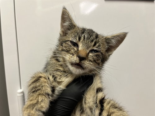 A1048235, Baby Domestic Short Hair (medium coat), cat for adoption in Petaluma, California