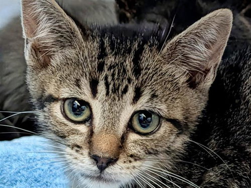 LEO, Baby Domestic Short Hair (medium coat), cat for adoption in San Bruno, California