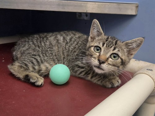 LEO, Baby Domestic Short Hair (medium coat), cat for adoption in Pittsburg, California