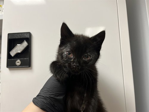A1048237, Baby Domestic Short Hair (medium coat), cat for adoption in Petaluma, California