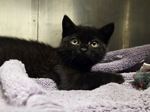 A1048237, Baby Domestic Short Hair (medium coat), cat for adoption in San Bruno, California