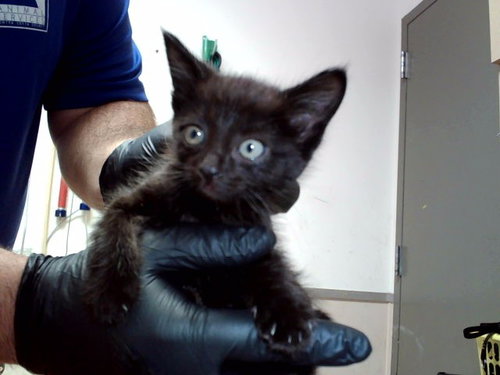 A1048281, Baby Domestic Short Hair (medium coat), cat for adoption in Petaluma, California