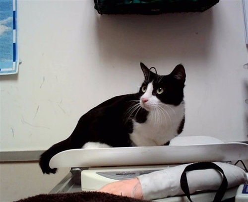 A1048348, Adult Domestic Short Hair (medium coat), cat for adoption in Fairfield, California