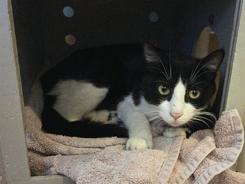 ODESSA, Adult Domestic Short Hair (medium coat), cat for adoption in Martinez, California