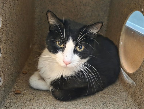 ODESSA, Adult Domestic Short Hair (medium coat), cat for adoption in Vallejo, California