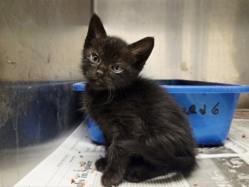 A1048369, Baby Domestic Short Hair (medium coat), cat for adoption in San Bruno, California
